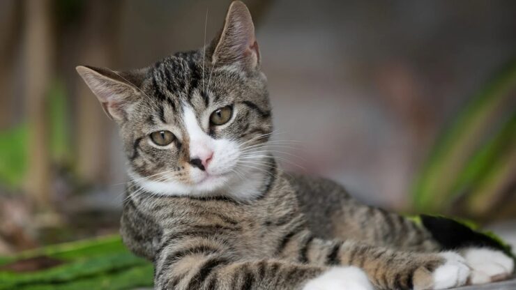 Gatto: quando necessitano fare attività fisica?