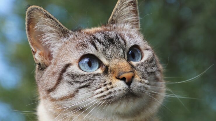 Il tuo gatto ti ama?