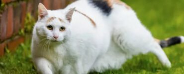 Gatto obeso perde peso