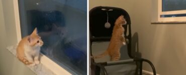 Gatto scopre il temporale e resta sconvolto