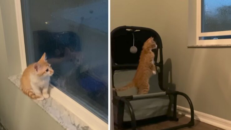 Gatto scopre il temporale e resta sconvolto