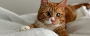 Gatto strabico adottato da una bambina
