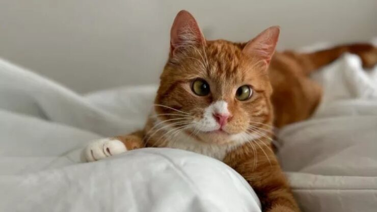 Gatto strabico adottato da una bambina