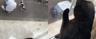 Gatto tradito dal suo papà