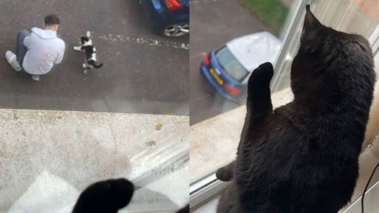 Gatto tradito dal suo papà