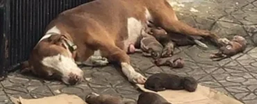 Mamma cane partorisce per strada