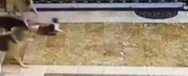 Mamma gatta salva il suo gattino