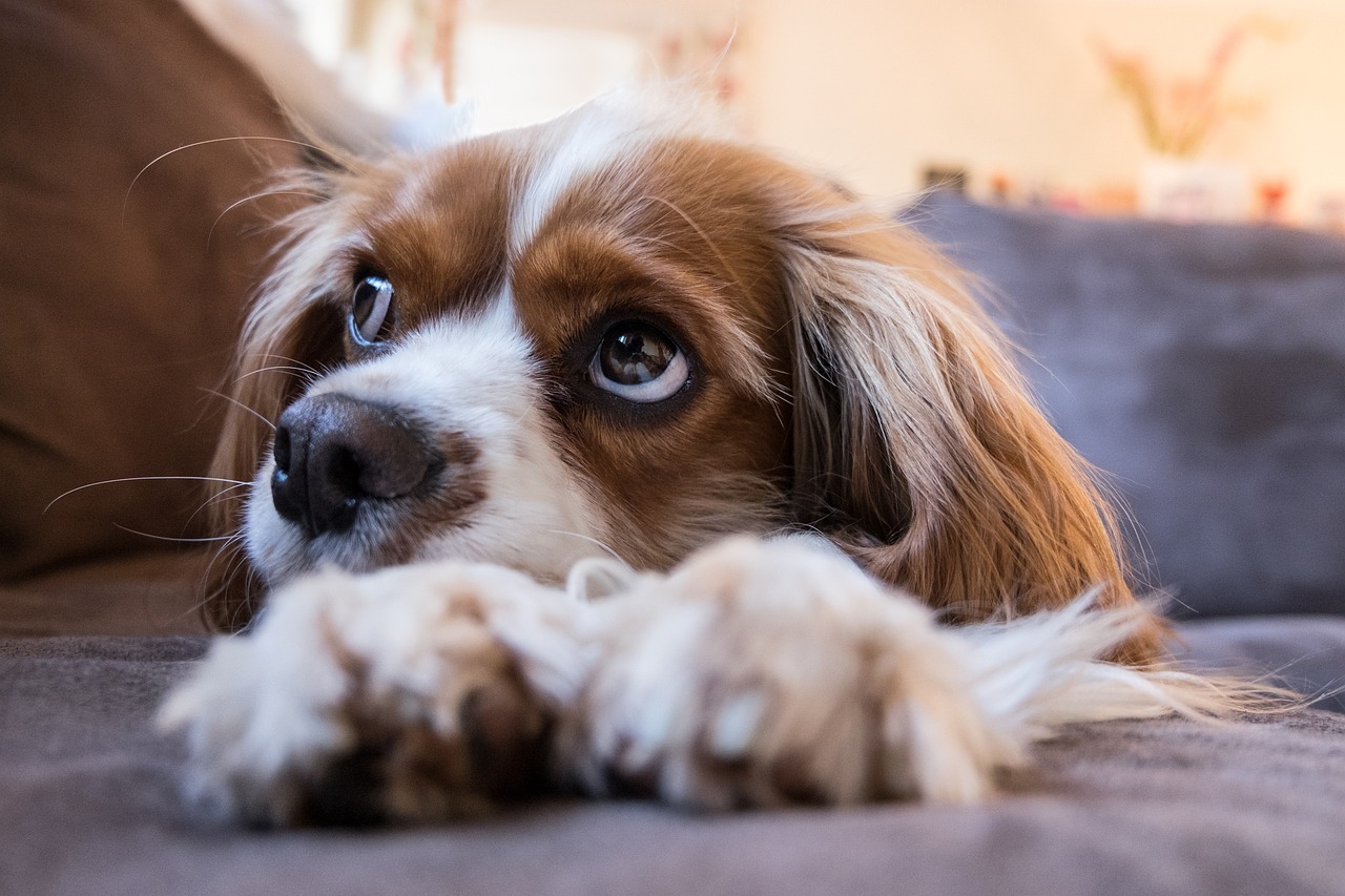Odore di cane: come eliminarlo?