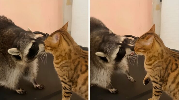 Procione e gatto fanno amicizia