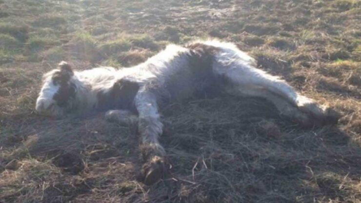 Puledro diventa un campione dopo il salvataggio