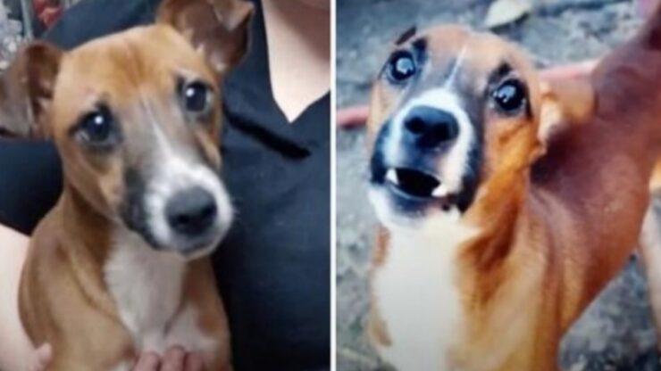 Terrier investito