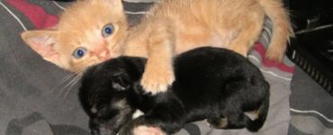 Un cucciolo e un gattino diventano inseparabili