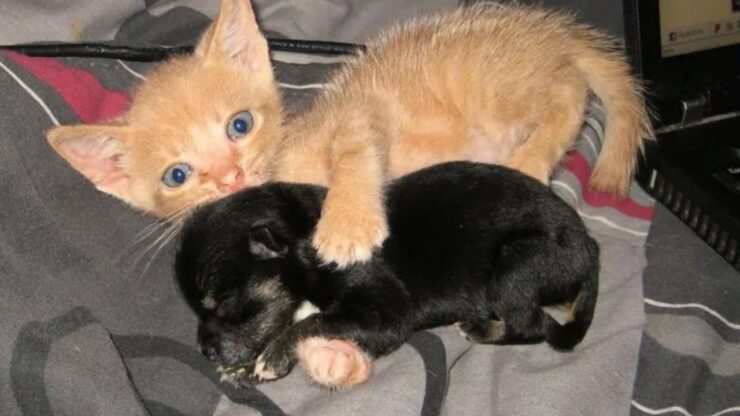 Un cucciolo e un gattino diventano inseparabili