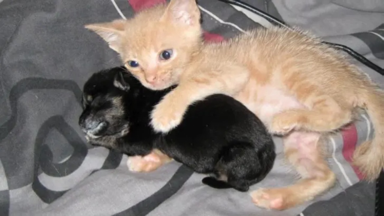 Un cucciolo e un gattino diventano inseparabili