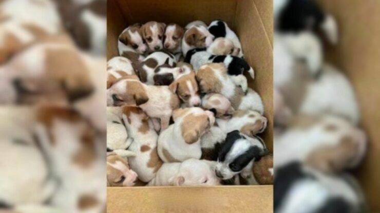 30 cuccioli abbandonati