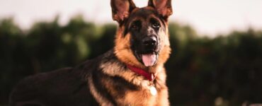 4 curiosità Rex