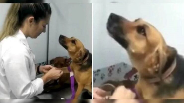 Cagnolina innamorata della veterinaria