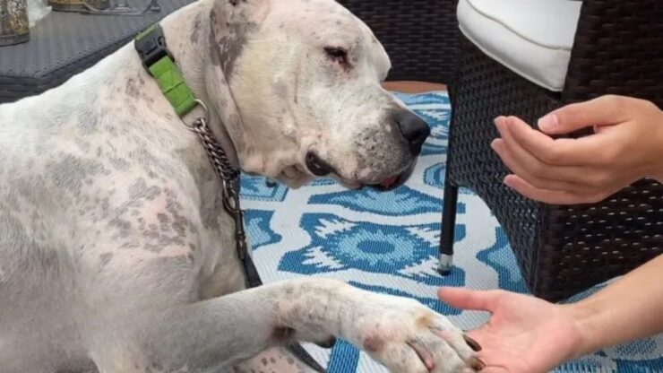 Cane resta affianco al suo padrone