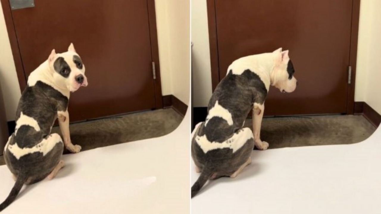 Cane attende qualcuno che lo salvi