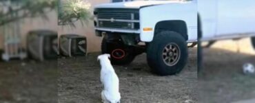 Cane fissa il camion in panne
