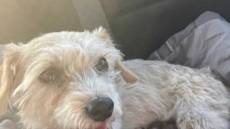 Cane piange per avere attenzioni