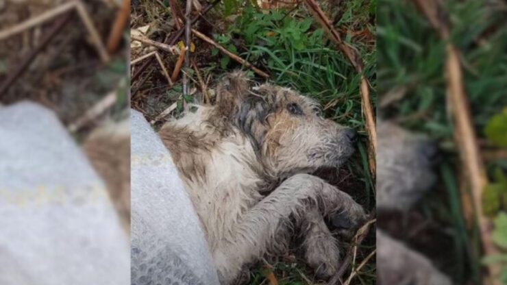 Cane abbandonato nella foresta