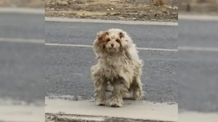 Cane malconcio salvato da una donna