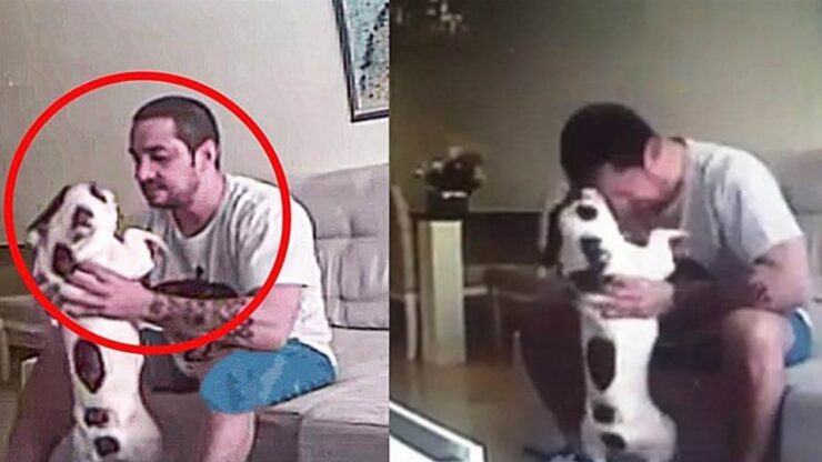 Cane maltrattato dal fidanzato della padrona