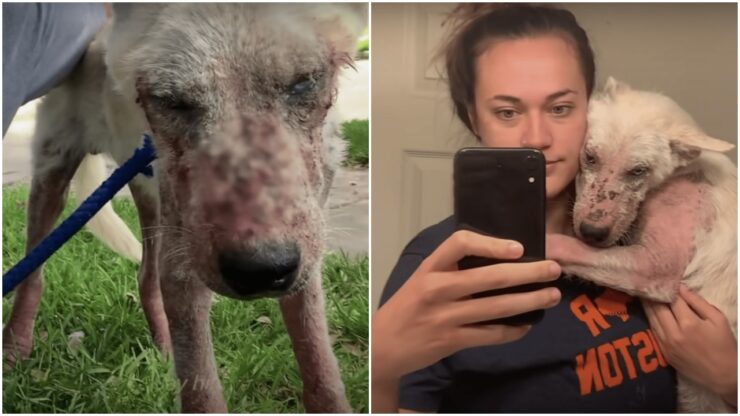 Cane randagio salvato da una donna