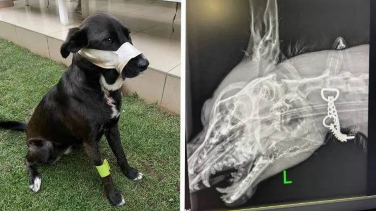 Cane salva la sua famiglia dai ladri