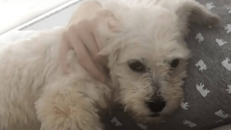 Cane tormentato nel sonno