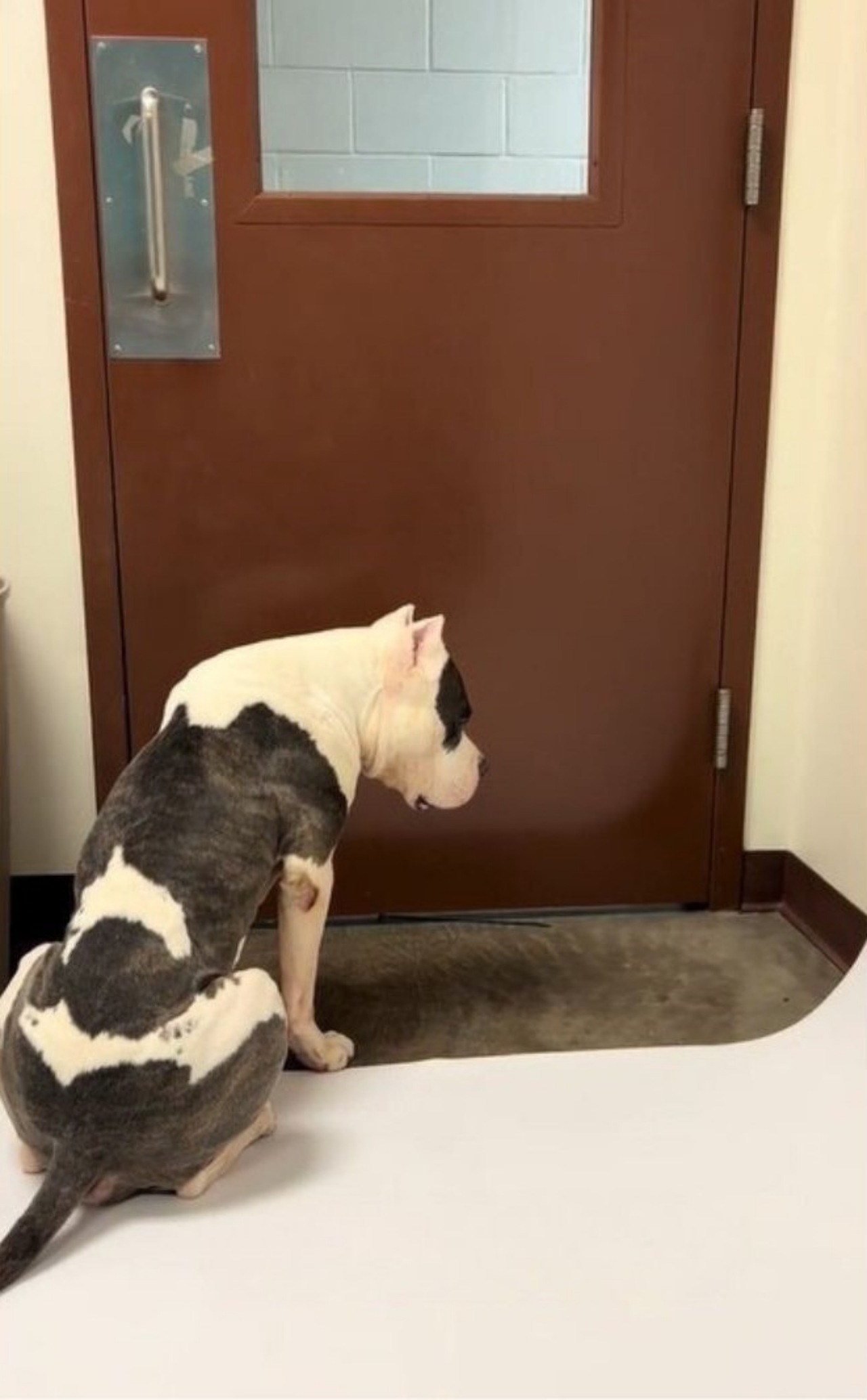 Cane attende qualcuno che lo salvi
