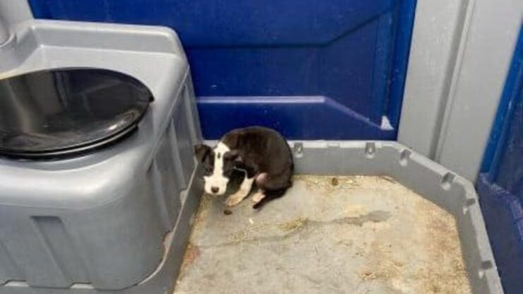 Cucciolo abbandonato in un bagno chimico