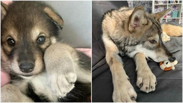 Cucciolo di lupo adottato dagli umani