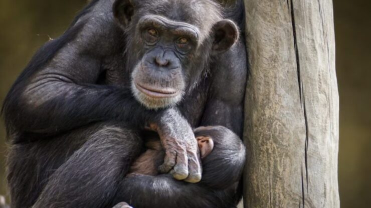 Mamma scimpanzé non lascia il suo cucciolo