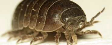 Non schiacciare questi crostacei