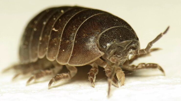 Non schiacciare questi crostacei