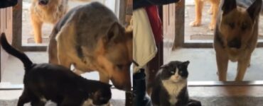 Pastori Tedeschi trovano un gattino