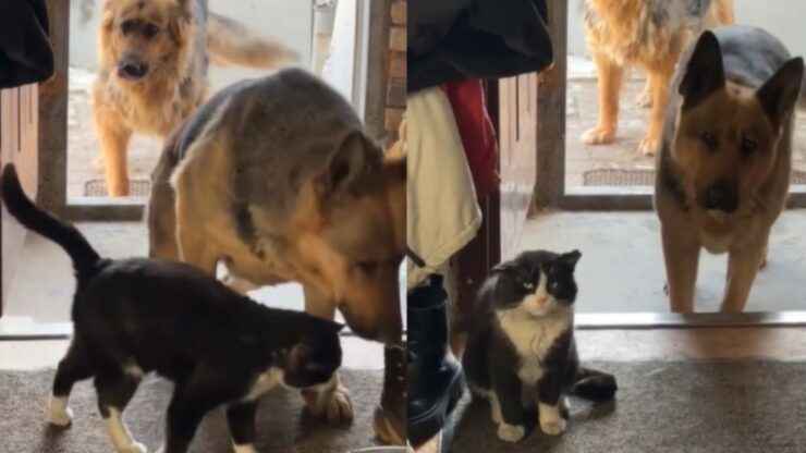 Pastori Tedeschi trovano un gattino