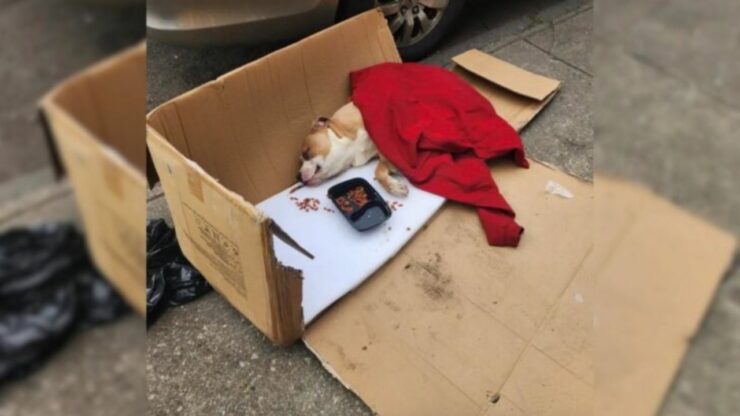 Pitbull paralizzato nella spazzatura
