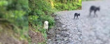 Sguardo fisso sul cane e la sua padrona