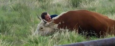 Una mucca triste per la perdita di suo figlio