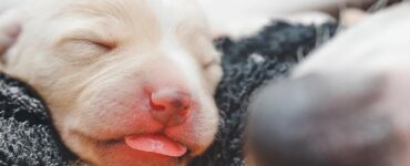 4 modi cuccioli