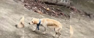 Cagnolina abbandonata dal suo papà