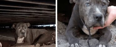 Cagnolina anziana abbandonata in una discarica