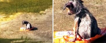 Cagnolino maltrattato da un senzatetto