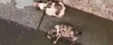Camionista trova 5 cuccioli