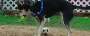 Cane con collare troppo stretto