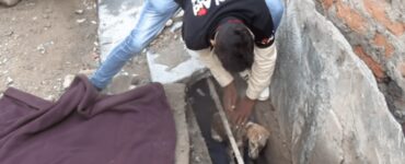 Cane con trauma cranico
