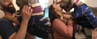 Cane maltrattato per più di un anno